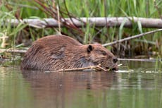 Beavers to return to Nottinghamshire for first time in 400 anos