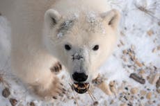 How the climate crisis is forcing polar bears into deadly encounters with humans