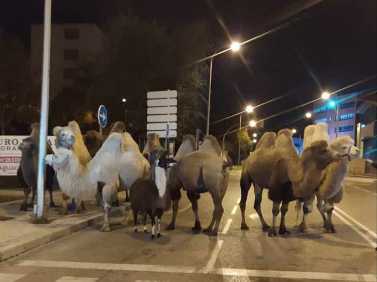 Camels escape circus to roam streets of Madrid