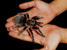 Colombia police seize hundreds of tarantula spiders being smuggled to Europe