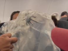 Watch the moment huge tarantula was found in plane cabin