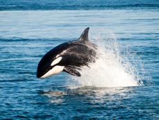 Showdown at sea? Killer whale spotted off Cape Cod in waters known for great whites