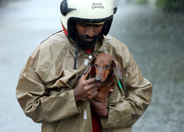 チェンナイで大雨が降ったときに水浸しの道路を歩いている男性が犬を覆っている, インド