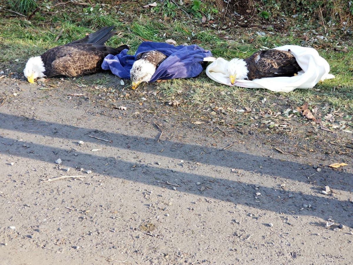 Five sick bald eagles found in Maryland prompt investigation