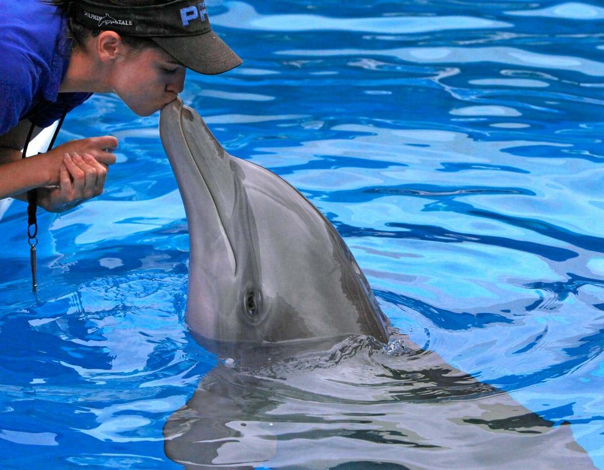 Remembrance set at Florida aquarium for 'Dolphin Tale' star