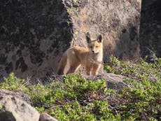 Rare Sierra Nevada foxes survive Dixie fire
