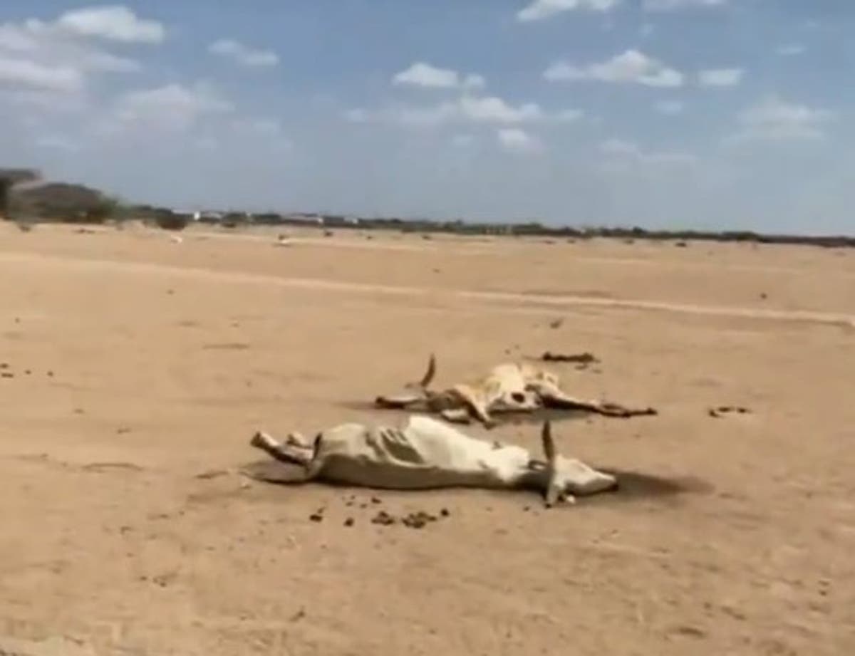 Horrific footage shows cattle rotting in the sun as Kenya battles drought