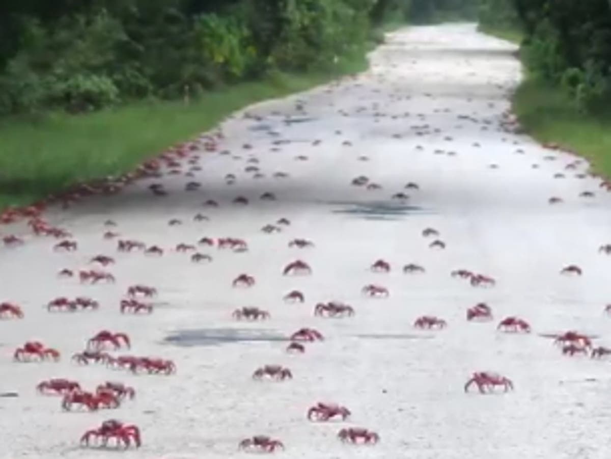 Por que 50 milhões de caranguejos estão fechando estradas na Austrália: ‘Eles estão aparecendo em todos os lugares’