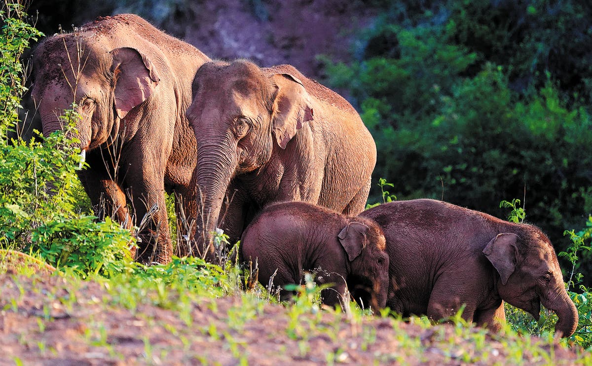 Elephants’ Journey in Yunnan