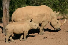 Botswana struggles with rising cases of rhino poaching