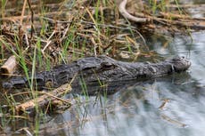 Autoridades australianas da vida selvagem compartilham foto incrível de crocodilo camuflado como aviso de segurança pública