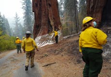 California wildfires killed almost 20% of world’s giant sequoias over past two years
