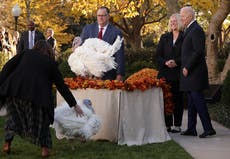 Biden pardons turkeys ahead of Thanksgiving to bookend a flurry of news