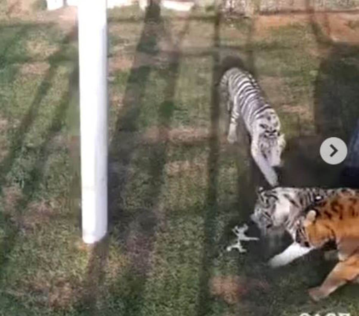 ドバイの王女は、3匹のトラに立ち向かう小さな子猫のビデオを共有しています