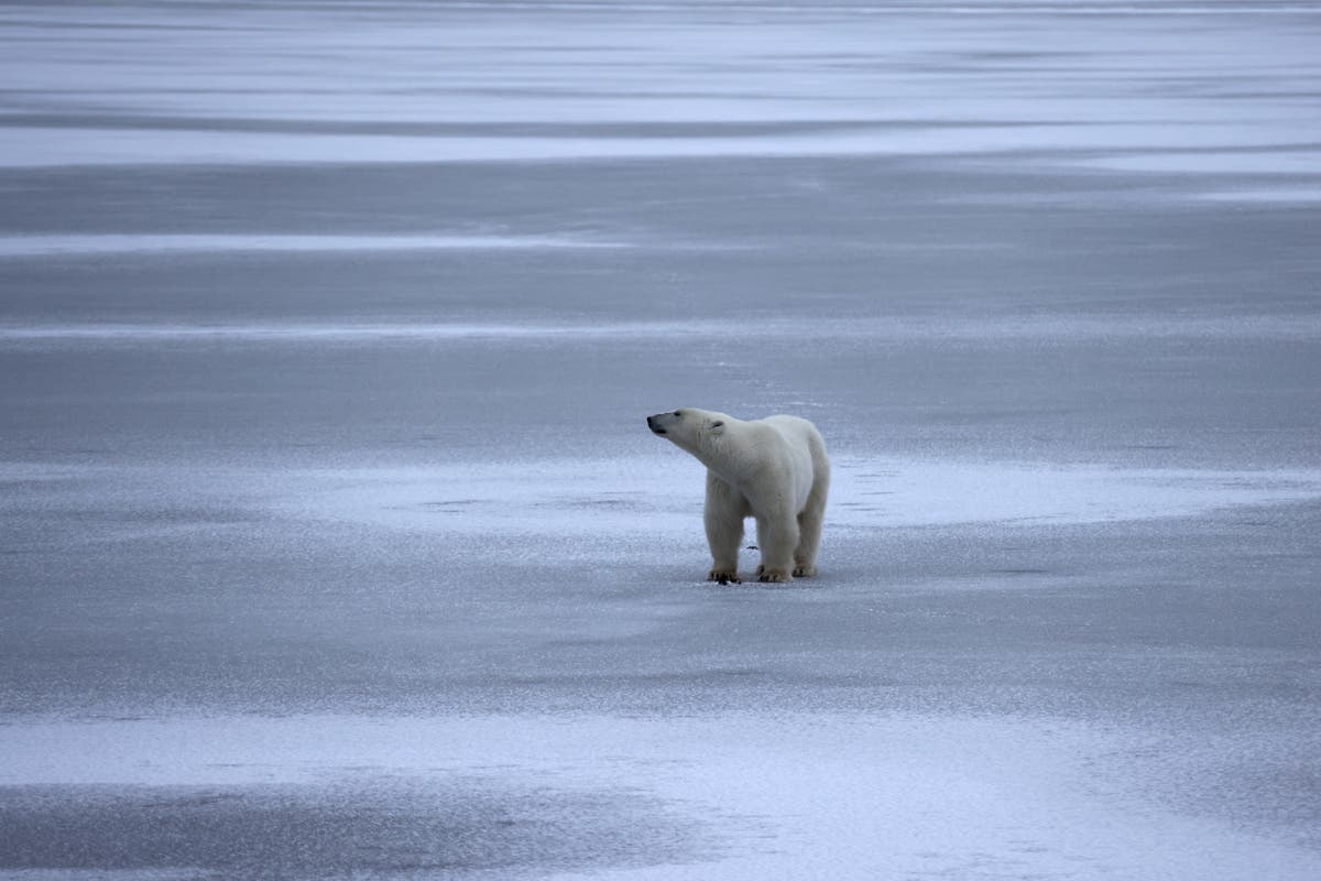 Vídeo mostra urso polar afogando renas enquanto a crise climática intensifica a luta pela comida