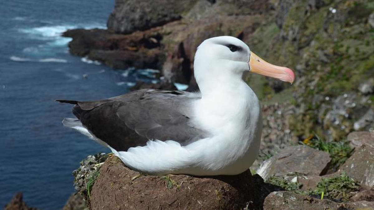 Albatross ‘divorce’ rates up due to climate change, studie bevind