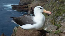Albatross ‘divorce’ rates up due to climate change, study finds