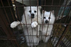 South Korea could be set to ban ‘outdated habit’ of eating dog meat