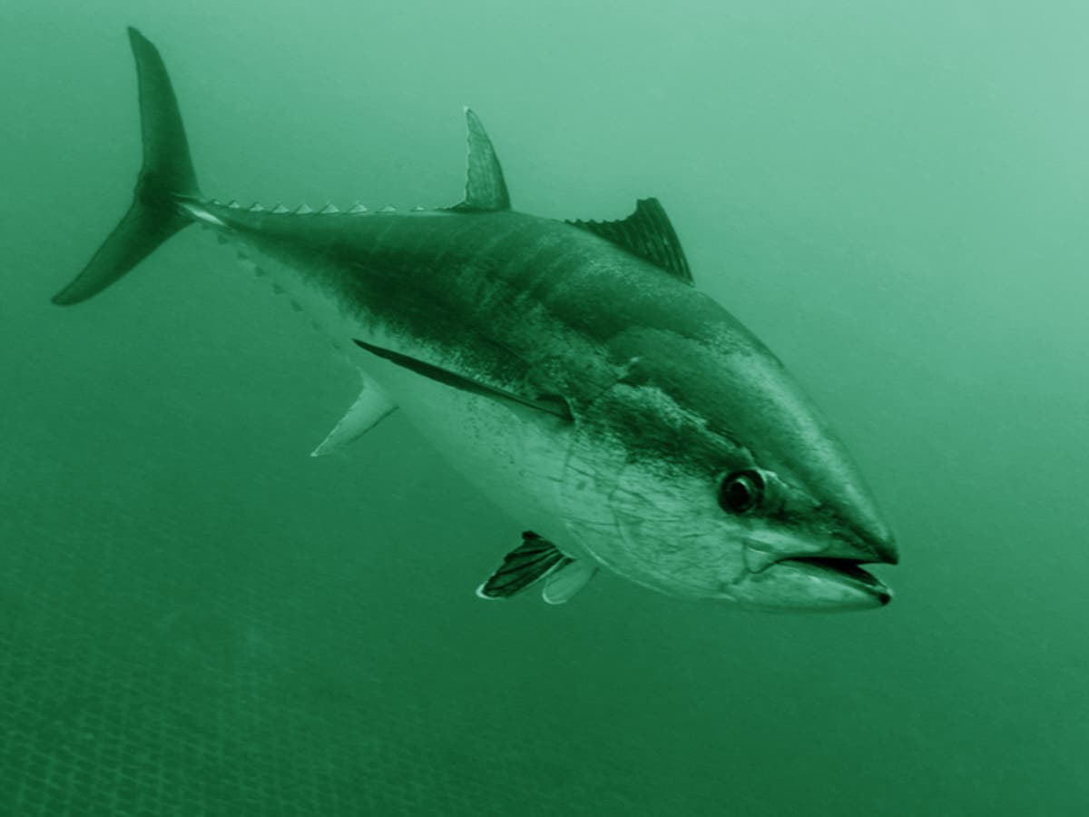 Is the climate crisis driving rare bluefin tuna to British waters?