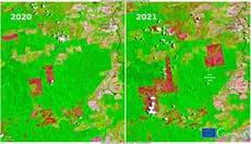 Satellite images reveal accelerated rate of tree loss in Amazon this year