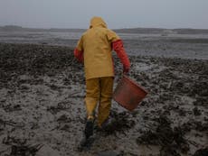 昨年、人間の下水で何万回も汚染された貝類地域