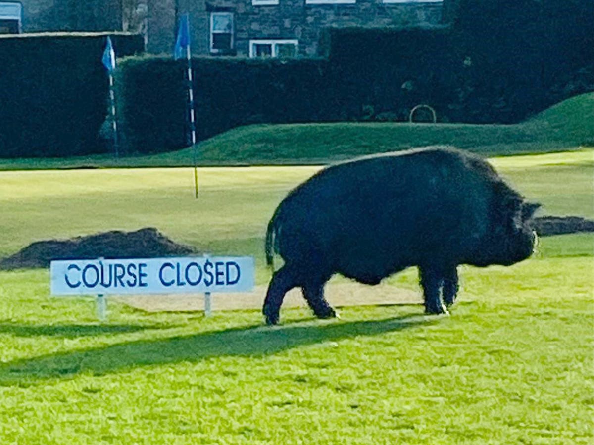 Two people injured after runaway pigs storm golf course and force club to shut