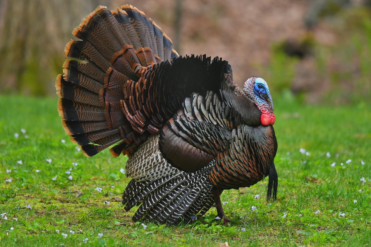 Turkeys are taking over US college campuses