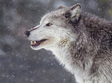 Oregon-born grey wolf killed by California vehicle after ‘epic’ trek