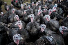 Chickens, turkeys, ducks and geese going into UK lockdown over bird flu fears