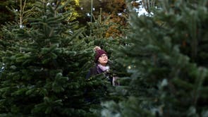 Un client parcourt les arbres de Noël à vendre à Pines and Needles à Dulwich, Londres