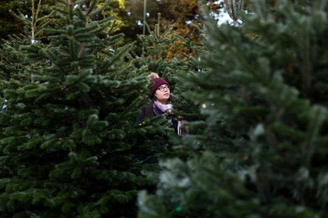 A shopper browses Christmas trees for sale at Pines and Needles in Dulwich, ロンドン