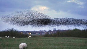 A murmuration of hundreds of thousands of starlings fly over a field at dusk in Cumbria, close to the Scottish border