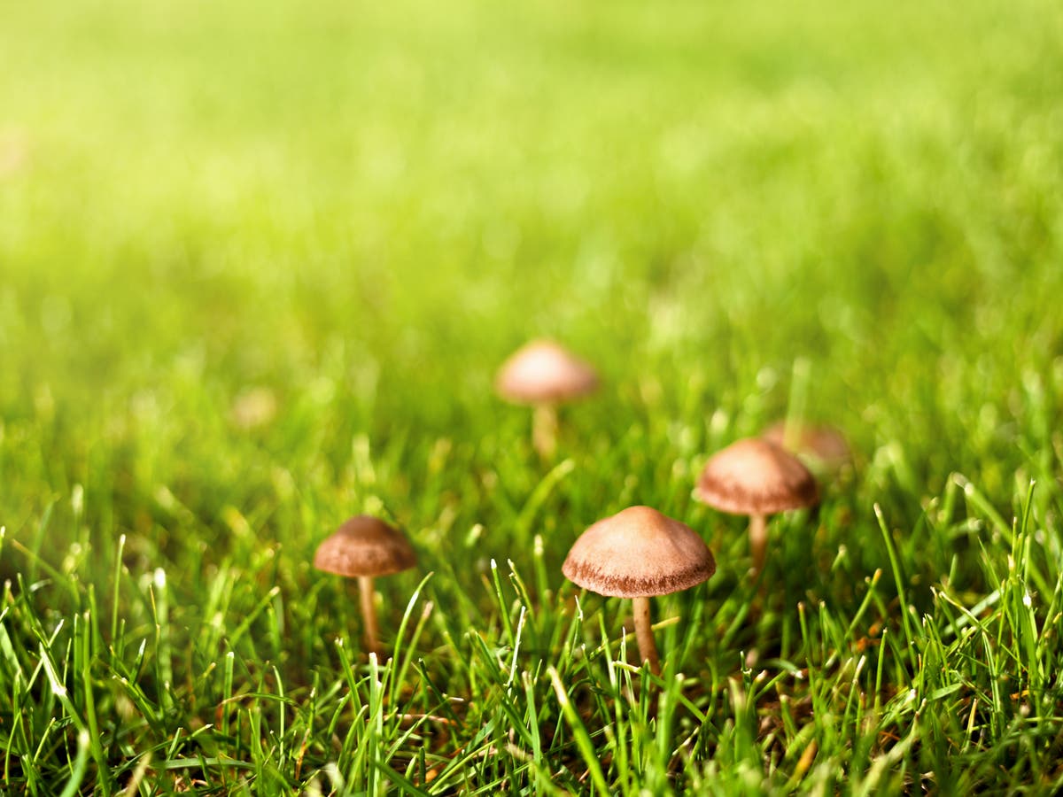Dê aos cogumelos a chance de cultivar um jardim saudável, diz RHS