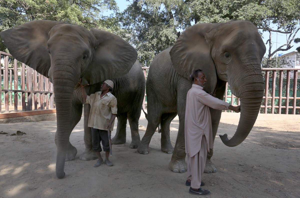Veterinarians call for medical care for 2 Pakistan elephants