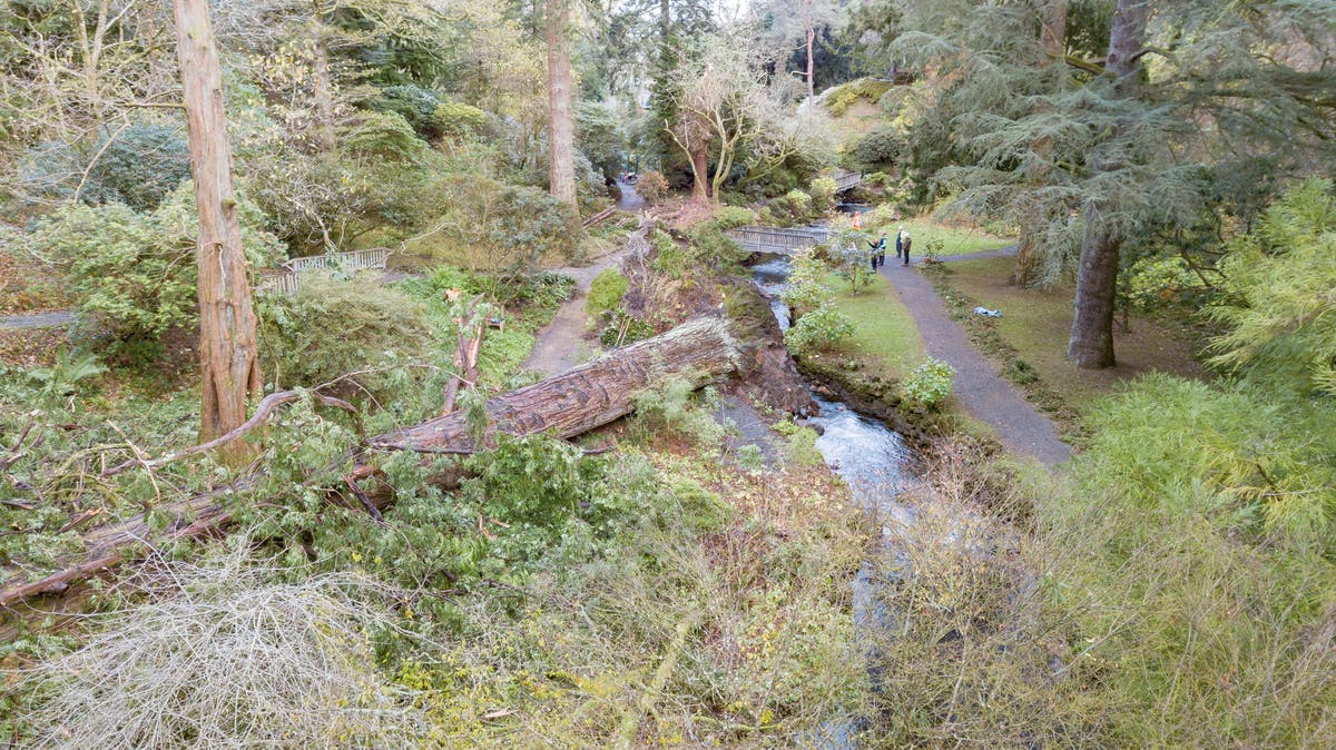 National Trust: Irreplaceable trees among thousands lost in Storm Arwen