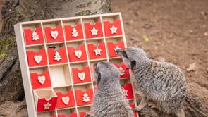 Meerkats at London Zoo with an advent calendar