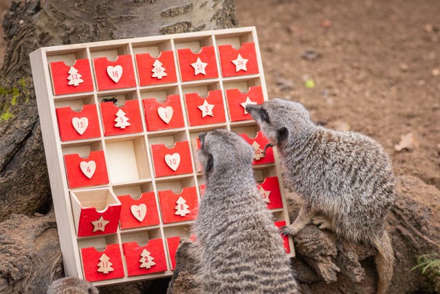 Meerkats no zoológico de Londres com um calendário do advento