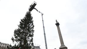 Les travailleurs ont mis la touche finale à l'arbre de Noël de Trafalgar Square avant la cérémonie d'allumage plus tard dans la semaine