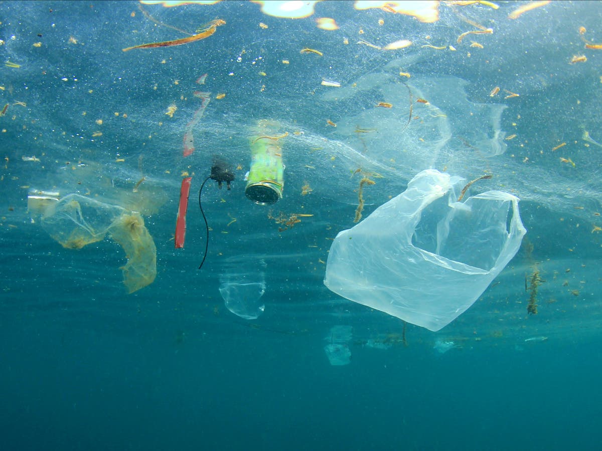 Plastic waste bringing species into marine ecosystems ‘undisturbed for millennia’