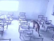 School in India manages to detain leopard in a classroom after it mauls a student