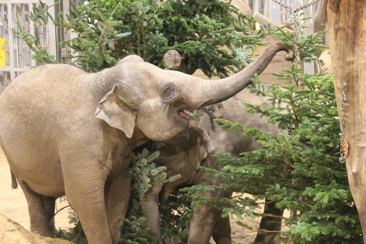 Family of endangered Asian elephants undecorate their Christmas tree