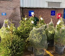 How Christmas tree rental has taken off - and why it’s good for the climate