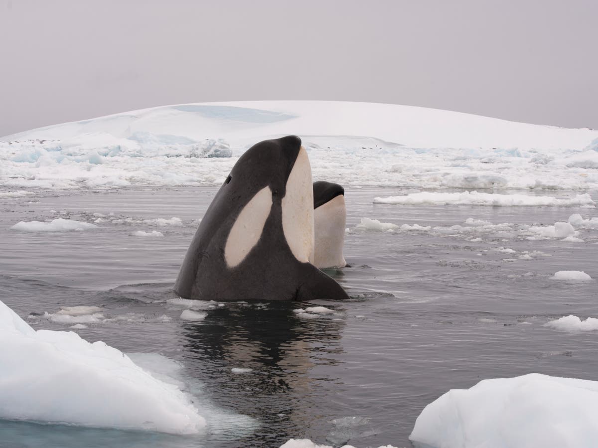 Killer whales finding new hunting opportunities in melting Arctic Ocean