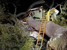 100,000lb tree falls on home killing father reading in his ‘man cave’
