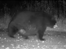 Abnormally large black bear spotted on nature trail cam