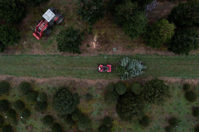 一张航拍照片显示，一名工人使用四轮摩托车和拖车在马特菲尔德的 Pimms 圣诞树农场运输新收获的树木, 英格兰东南部