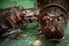 Two hippos at Belgian zoo test positive for Covid in first for species