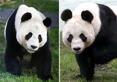 Giant pandas Yang Guang and Tian Tian to stay in UK for another two years