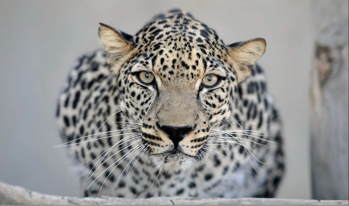 How the Arabian leopard came to symbolise AlUla’s conservation efforts