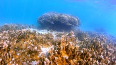 Darwin in a lab: Coral evolution tweaked for global warming 